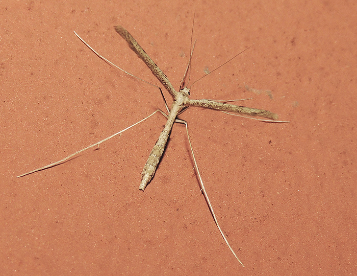 Agdistis adactyla (Pterophoridae)